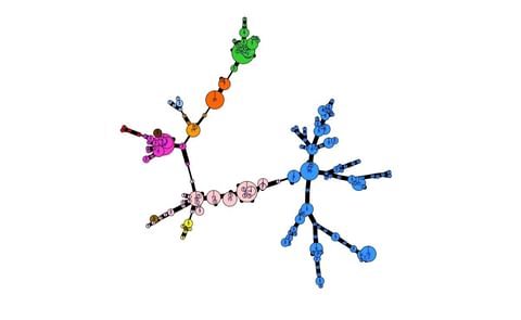 The genetic diversity of the 2018 Phytophthora infestans population visualised with poppr 2.0 (minimum spanning network) (Courtesy: Jens Gronbech Hasen / EuroBlight) The genetic diversity of the 2018 Phytophthora infestans population visualised with poppr 2.0 (minimum spanning network) (Courtesy: Jens Gronbech Hasen / EuroBlight)