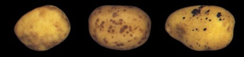 Potato Diseases Potato Diseases