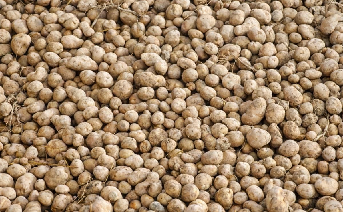 Europa: Desarrollan sistema que predice si va a sobrar papa Europa: Desarrollan sistema que predice si va a sobrar papa