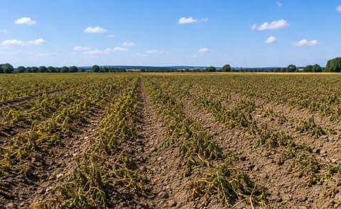 Declining potato acreage and repeated heatwaves are tightening European potato supplies, with French yields under pressure from severe water stress. Declining potato acreage and repeated heatwaves are tightening European potato supplies, with French yields under pressure from severe water stress.