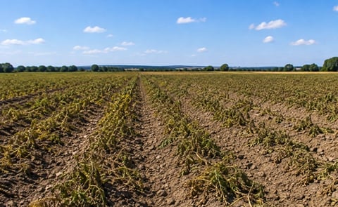 Declining potato acreage and repeated heatwaves are tightening European potato supplies, with French yields under pressure from severe water stress. Declining potato acreage and repeated heatwaves are tightening European potato supplies, with French yields under pressure from severe water stress.