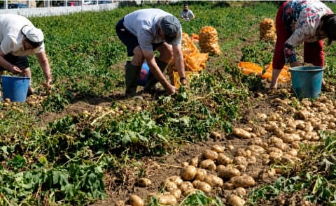 La cosecha de patata avanza en Europa en un contexto de altas temperaturas y escasez de lluvias, factores que podrían afectar la oferta durante la campaña 2026. La cosecha de patata avanza en Europa en un contexto de altas temperaturas y escasez de lluvias, factores que podrían afectar la oferta durante la campaña 2026.