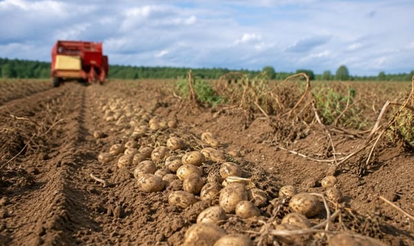 Potato Harvest, (AI-generated illustration by PotatoPro) Potato Harvest, (AI-generated illustration by PotatoPro)
