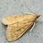European Corn Borer