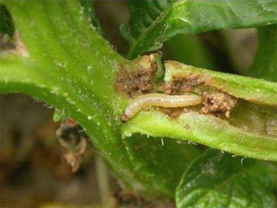 European corn borer larva in potato stem (Courtesy: Plant Management Network) European corn borer larva in potato stem (Courtesy: Plant Management Network)