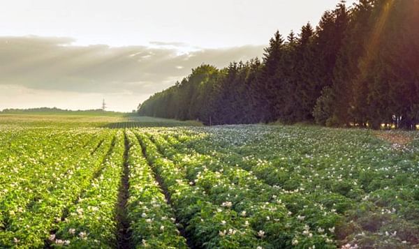 NEPG: Slight rise in European potato acreage, uncertain outlook for markets