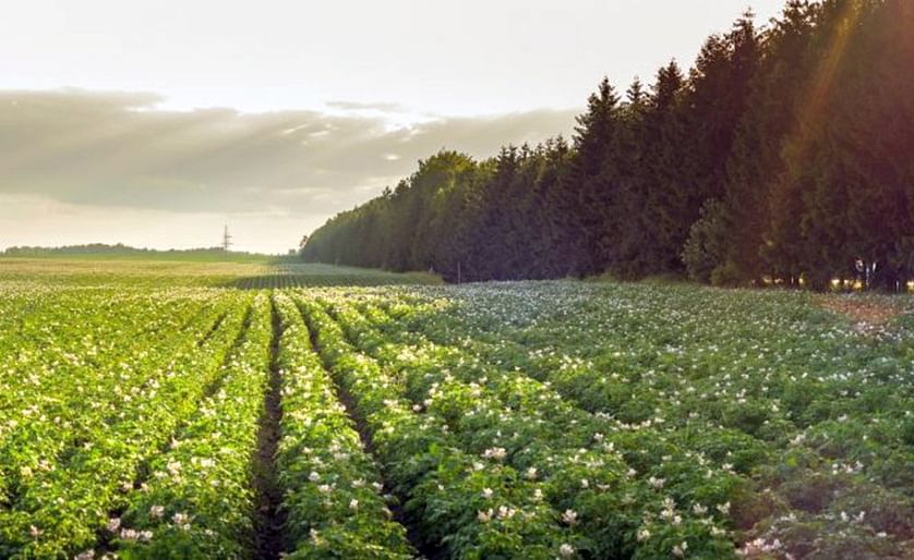 NEPG: Slight rise in European potato acreage, uncertain outlook for markets.

