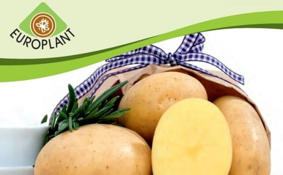 The award winning Europlant potato variety Elfe, offering excellent suitability for washing and pre-packing