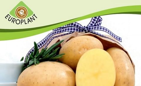 The award winning Europlant potato variety Elfe, offering excellent suitability for washing and pre-packing The award winning Europlant potato variety Elfe, offering excellent suitability for washing and pre-packing