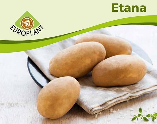 Europlant's Etana is midden laat aardappelras voor verwerking tot friet geschikt voor lange bewaring