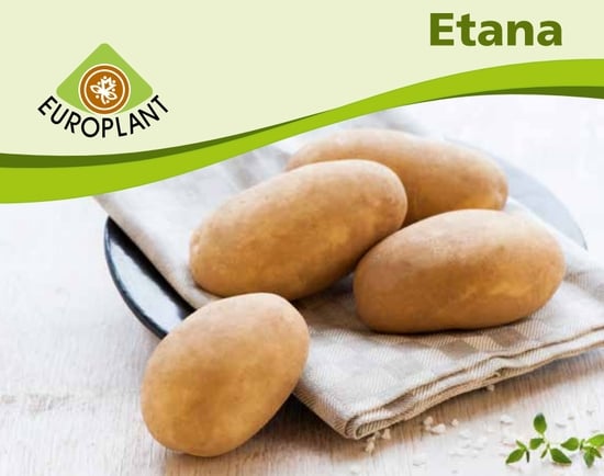 Europlant's Etana is midden laat aardappelras voor verwerking tot friet geschikt voor lange bewaring Europlant's Etana is midden laat aardappelras voor verwerking tot friet geschikt voor lange bewaring