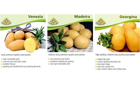 The highlights on the EUROPLANT stand include the Venezia, Madeira and Georgina varieties. Venezia is an early, waxy potato ideal for salads. The Madeira and Georgina varieties both belong to the medium early, predominantly waxy table potato. The highlights on the EUROPLANT stand include the Venezia, Madeira and Georgina varieties. Venezia is an early, waxy potato ideal for salads. The Madeira and Georgina varieties both belong to the medium early, predominantly waxy table potato.