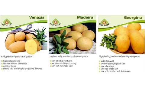 The highlights on the EUROPLANT stand include the Venezia, Madeira and Georgina varieties. Venezia is an early, waxy potato ideal for salads. The Madeira and Georgina varieties both belong to the medium early, predominantly waxy table potato.