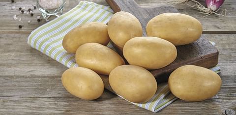 Europlant presents 'low input' potato varieties