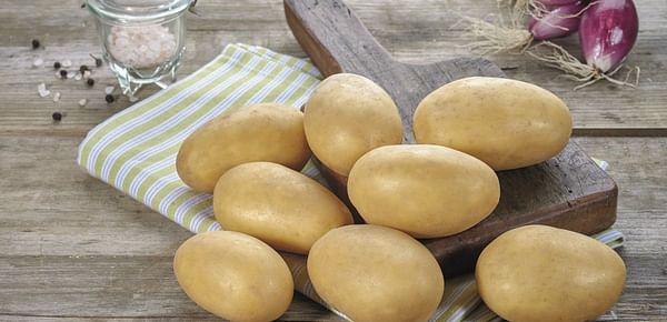Europlant presents 'low input' potato varieties