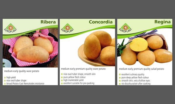Europlant presents its top potato varieties at Potato Europe