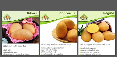 Europlant presents its top potato varieties at Potato Europe