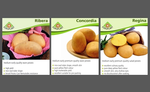 Among the highlights presented by Europlant at Potato Europe 2015 are its top table potatoes, the varieties Ribera, Regina and Concordia. Among the highlights presented by Europlant at Potato Europe 2015 are its top table potatoes, the varieties Ribera, Regina and Concordia.