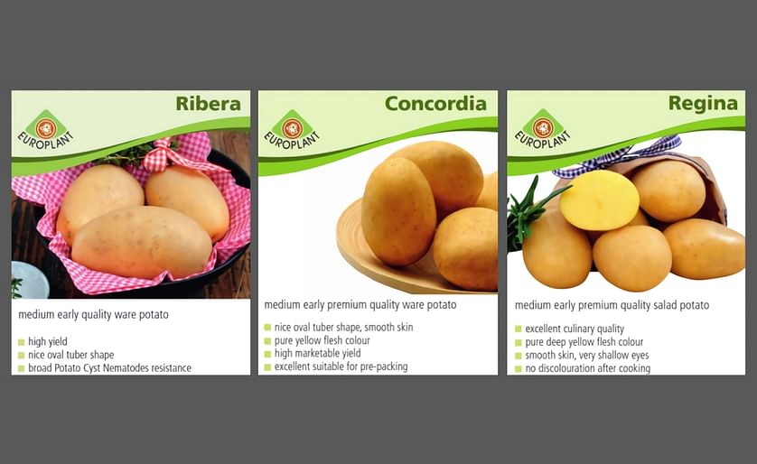 Among the highlights presented by Europlant at Potato Europe 2015 are its top table potatoes, the varieties Ribera, Regina and Concordia.
