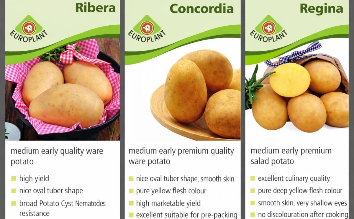Potato Europe: Presentan las variedades Ribera, Regina y Concordia Potato Europe: Presentan las variedades Ribera, Regina y Concordia
