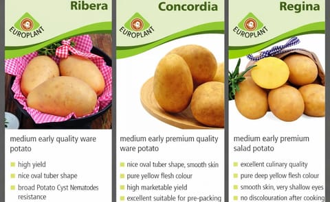 Potato Europe: Presentan las variedades Ribera, Regina y Concordia Potato Europe: Presentan las variedades Ribera, Regina y Concordia
