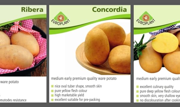 Potato Europe: Presentan las variedades Ribera, Regina y Concordia
