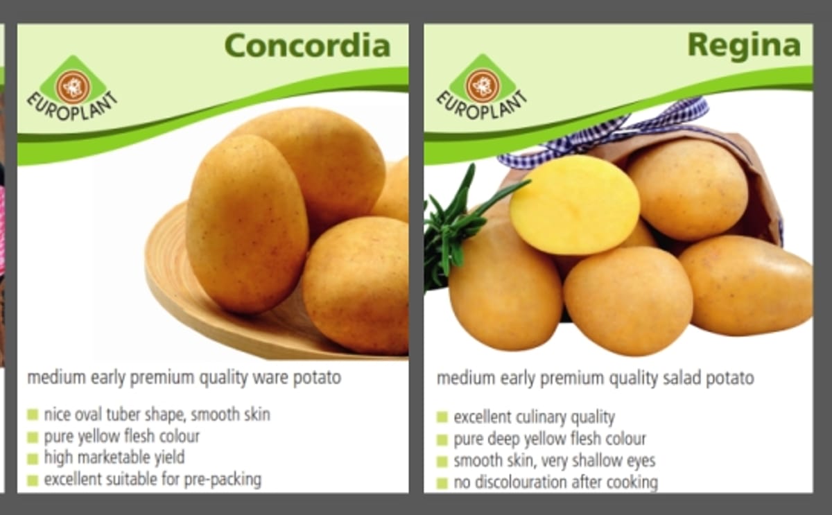 Potato Europe: Presentan las variedades Ribera, Regina y Concordia Potato Europe: Presentan las variedades Ribera, Regina y Concordia