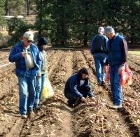  Evaluating the potato crop