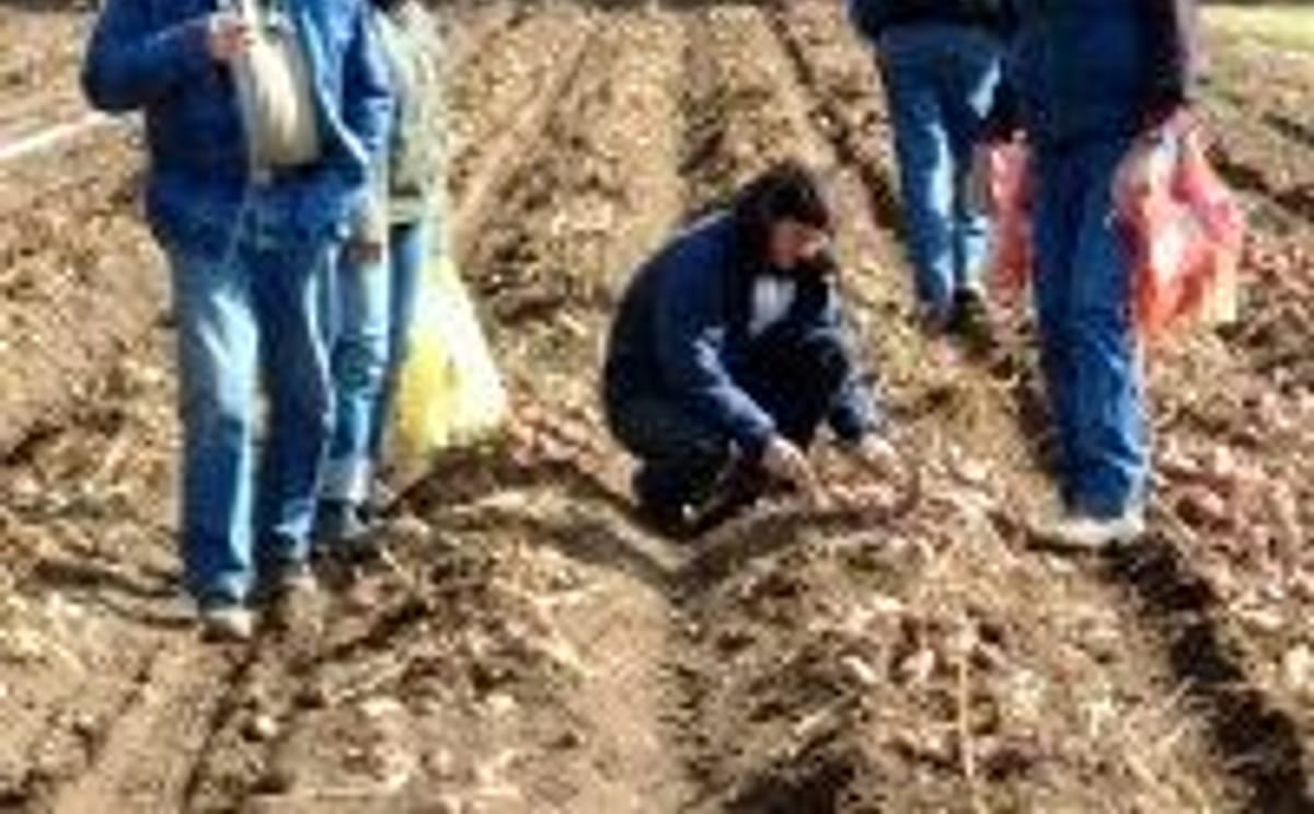 Evaluating the potato crop Evaluating the potato crop
