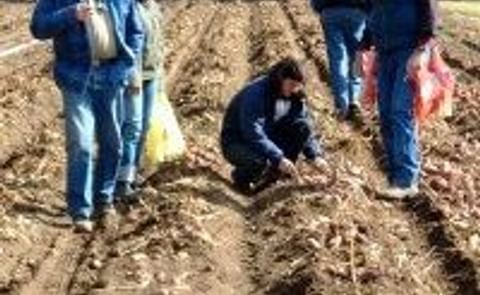 Pacific Northwest potato breeders prepare for Tri-State Tour Pacific Northwest potato breeders prepare for Tri-State Tour
