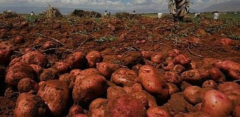 Bolivia reduce producción de papa por la sequía y la quinua