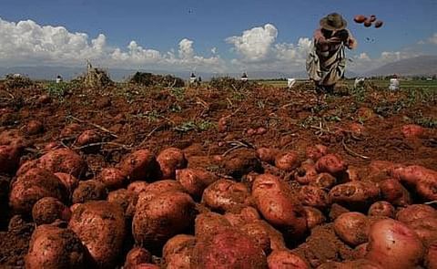 Bolivia reduce producción de papa por la sequía y la quinua Bolivia reduce producción de papa por la sequía y la quinua