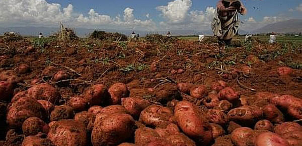 Bolivia reduce producción de papa por la sequía y la quinua