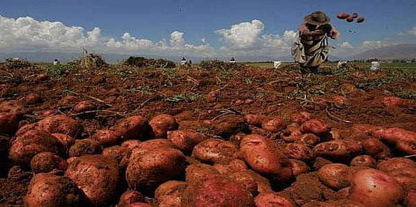 Bolivia reduce producción de papa por la sequía y la quinua