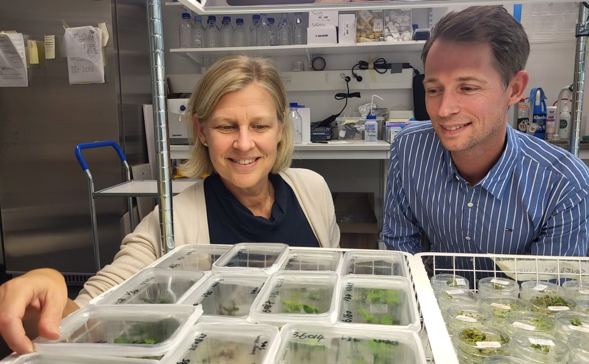 Mariette Andersson (left) of SolEdits and Kalle Johansson (right) of Lyckeby examine CRISPR-edited potato plants developed to produce storage-stable starch and reduce the need for chemical modification. Mariette Andersson (left) of SolEdits and Kalle Johansson (right) of Lyckeby examine CRISPR-edited potato plants developed to produce storage-stable starch and reduce the need for chemical modification.