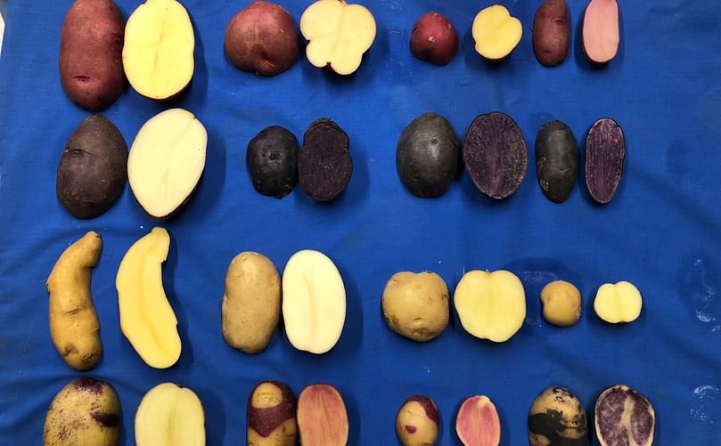 The Texas A&M Potato Breeding Program has created a wide variety of shapes, sizes and colors of potatoes for the specialty potato market. (Courtesy: Texas A&M AgriLife)