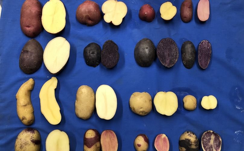 The Texas A&M Potato Breeding Program has created a wide variety of shapes, sizes and colors of potatoes for the specialty potato market. (Courtesy: Texas A&M AgriLife)