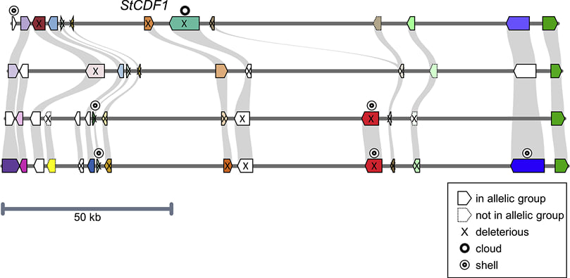 Phased, chromosome-scale genome assemblies
of tetraploid potato reveal a complex genome,
transcriptome, and predicted proteome
landscape underpinning genetic diversity
