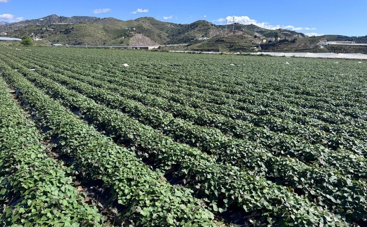 Expansive sweet potato plantations in Axarquía, Málaga, where demand continues to surge even as weather-related issues limit national output. Expansive sweet potato plantations in Axarquía, Málaga, where demand continues to surge even as weather-related issues limit national output.