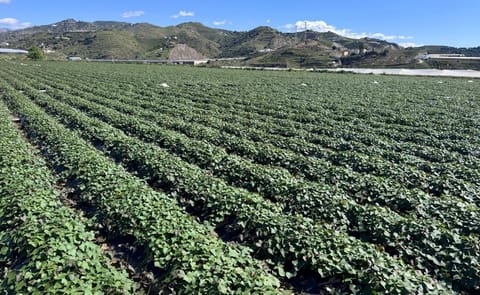 Expansive outdoor sweet potato fields across a mountainous region, showcasing high-yield commercial production under ideal climate conditions. Expansive outdoor sweet potato fields across a mountainous region, showcasing high-yield commercial production under ideal climate conditions.