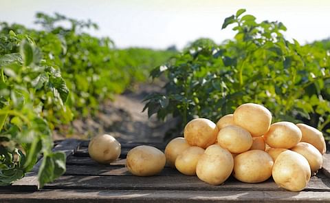 Kam Quarles, CEO of the National Potato Council discusses the potential impact of the new US administration on the potato industry and agriculture as a whole Kam Quarles, CEO of the National Potato Council discusses the potential impact of the new US administration on the potato industry and agriculture as a whole