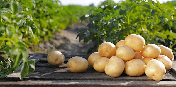 Kam Quarles, CEO of the National Potato Council discusses the potential impact of the new administration on the industry