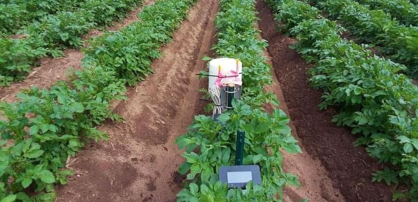 University of Wisconsin Research: Interseeding the potato crop to reduce nitrate leaching