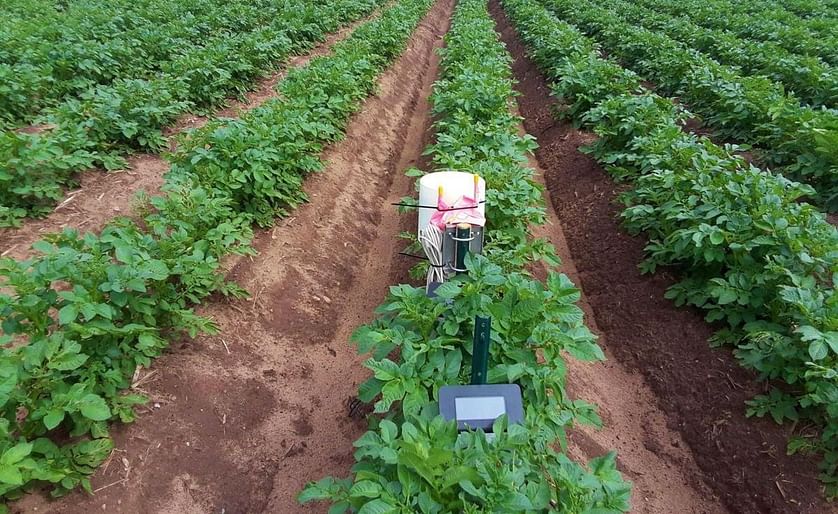 Potatoes are particularly challenging to control nitrate leaching because the hill and furrow system tends to promote both water recharge and nitrate leaching loss due to the high nitrogen demand of that particular crop (Courtesy: Kevin Masarik/University