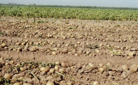 La exportación de patata francesa a España, en febrero de 2021, cae un 6,7 percent en relación a la campaña previa. La exportación de patata francesa a España, en febrero de 2021, cae un 6,7 percent en relación a la campaña previa.