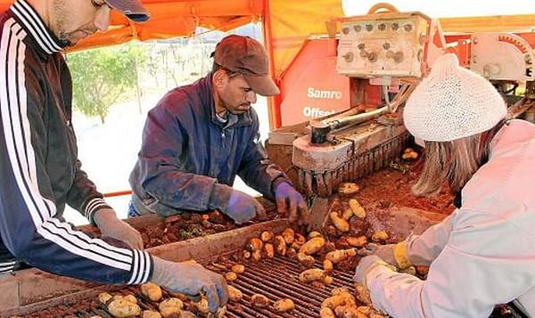 La Burocracia Española será el principal escollo de los exportadores de patata ante el Brexit