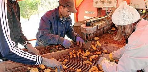 La Burocracia Española será el principal escollo de los exportadores de patata ante el Brexit