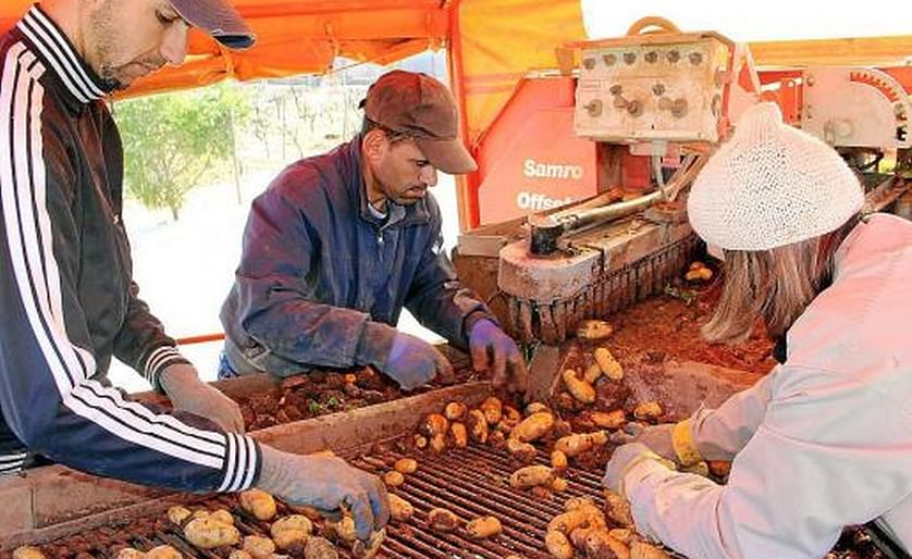 En febrero arranca la campaña de exportación de patata en sa Pobla hacia Reino Unido y otros países.(Cortesía: Juanjo Roig)