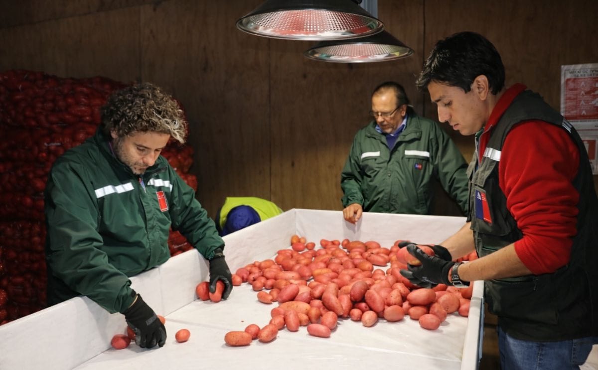 Chile exportaría papa a Brasil y Argentina Chile exportaría papa a Brasil y Argentina