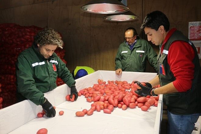 Chile exportaría papa a Brasil y Argentina